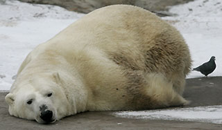 В зоопарке Москвы расстреляли медведя В зоопарке Москвы расстреляли медведя