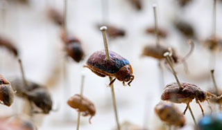 Названы самые странные хобби миллиардеров Названы самые странные хобби миллиардеров