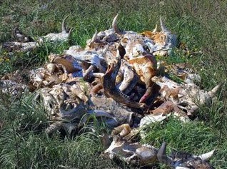 Выявлены бесхозные скотомогильники