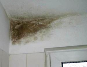 В новом доме по улице Почтовая завелась плесень