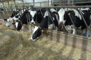 В Дубровском районе растет промышленное производство