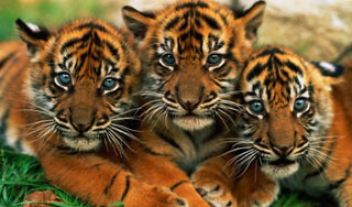 Тигриный форум решает судьбу хищника Тигриный форум решает судьбу хищника