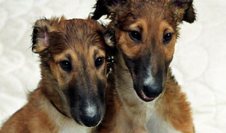 Россияне получат "черный список" животных Россияне получат "черный список" животных