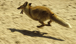 Бешеная лиса вызвала карантин под Москвой Бешеная лиса вызвала карантин под Москвой