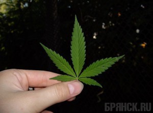 Условный срок дали девушке за попытку переслать по почте наркотики