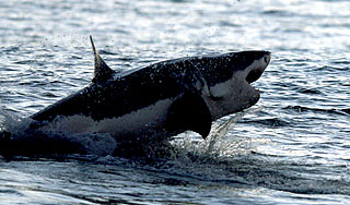 Акулы покалечили русских туристов в Египте Акулы покалечили русских туристов в Египте