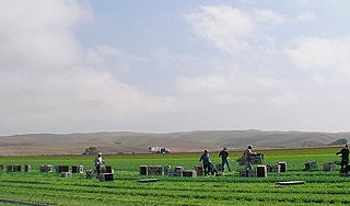 В США нашли труп российского парашютиста В США нашли труп российского парашютиста