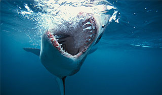 � ������ ������� ���������� ������� �����