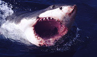 � ������ ������� ������ �����-�������