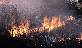 ������ ���������� ������� � �������