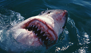 �����-������ � ������ ����� ��������