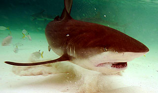 ������ ��������� ��������� ���� � ������