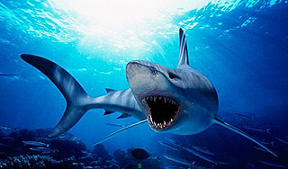 Ученые вычислили египетскую акулу–убийцу Ученые вычислили египетскую акулу–убийцу