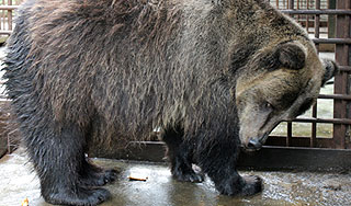 Медведь сгорел в зверинце под Москвой Медведь сгорел в зверинце под Москвой