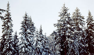 Найдена главная новогодняя ель страны Найдена главная новогодняя ель страны