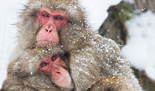 Обезьян спасли от обморожения в Сибири Обезьян спасли от обморожения в Сибири