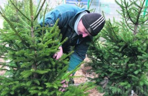 Брянские сосны не пустили в Белгород