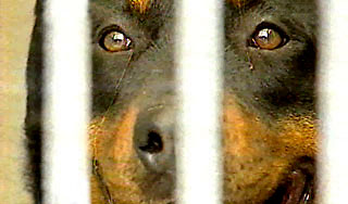 Милиционер отбил женщину у ротвейлеров Милиционер отбил женщину у ротвейлеров