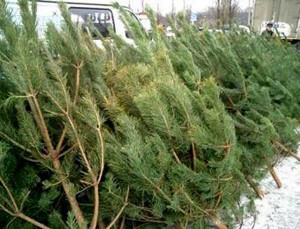 Откроются елочные базары