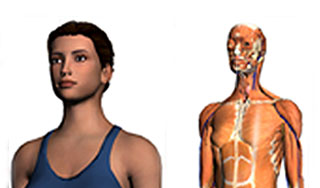 Google создал 3D-атлас анатомии человека Google создал 3D-атлас анатомии человека