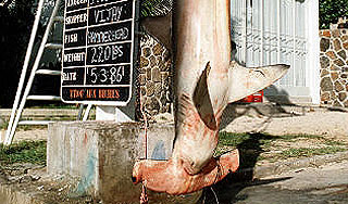 Пьяный серб случайно раздавил акулу-убийцу Пьяный серб случайно раздавил акулу-убийцу