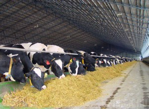 Рогнединский район готовится к приходу инвестора