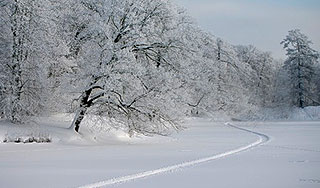 Заблудившиеся парни выжили при –30 в лесу Заблудившиеся парни выжили при –30 в лесу
