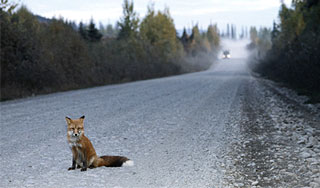 Бешеная лиса покусала автомобилистов Бешеная лиса покусала автомобилистов