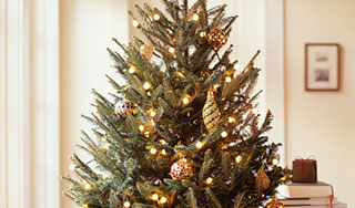 Пьяный милиционер пытался украсть елку Пьяный милиционер пытался украсть елку