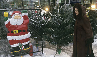 Под Новый год распустилась сирень и айва Под Новый год распустилась сирень и айва