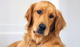 Пропавшего пса выкупили за $10 тысяч Пропавшего пса выкупили за $10 тысяч