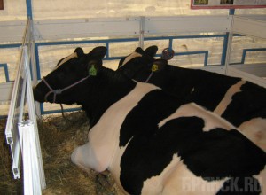 Под Выгоничами построят бойни и откормочный комплекс