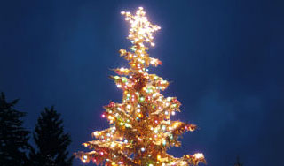 Пьяная девушка украла елку с площади Пьяная девушка украла елку с площади