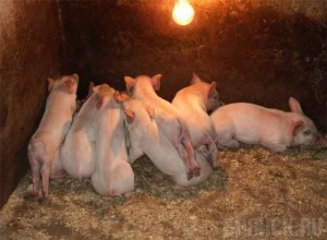 При пожаре в сарае сгорели десять поросят