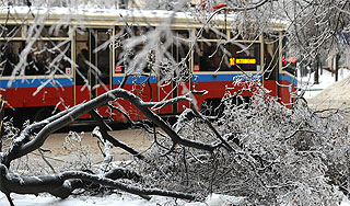 Снегопад повалил в Москве тысячи деревьев Снегопад повалил в Москве тысячи деревьев