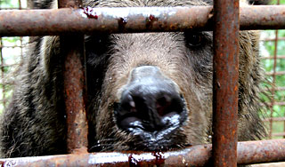 В зоопарке медведь насмерть загрыз мужчину В зоопарке медведь насмерть загрыз мужчину