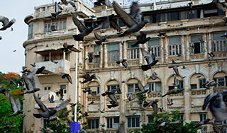 В Швеции нашли десятки окровавленных птиц В Швеции нашли десятки окровавленных птиц