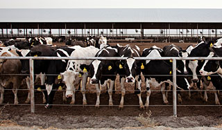 Диоксин закрыл тысячи ферм в Германии Диоксин закрыл тысячи ферм в Германии