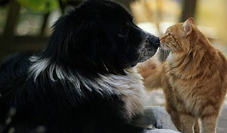 В США кошки и собаки получили права людей В США кошки и собаки получили права людей