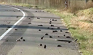 Ученые объяснили массовую гибель птиц Ученые объяснили массовую гибель птиц