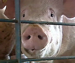 Опасный яд нашли в немецкой свинине Опасный яд нашли в немецкой свинине