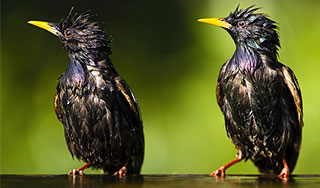 Румынские скворцы отравились алкоголем Румынские скворцы отравились алкоголем