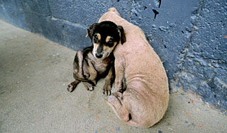 ��� ����������� ��������� ����� � �����