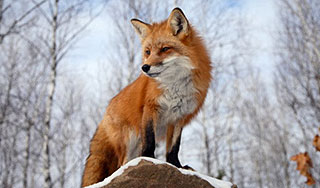 ���� ����������� �������� ���� �� �����