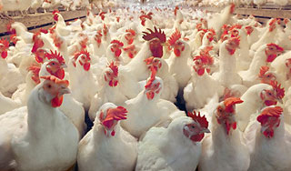 ����-������� ������� �������� �����