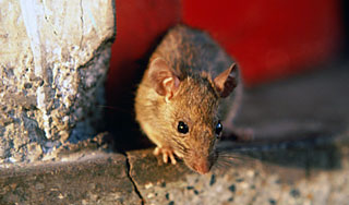 ��� �������� �������� ������ �����