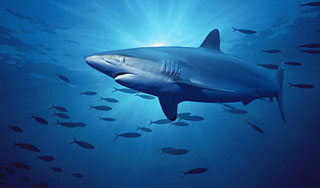 ������ �������� ���� ������������