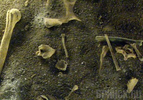 Установлен возраст останков, найденных прошлым летом