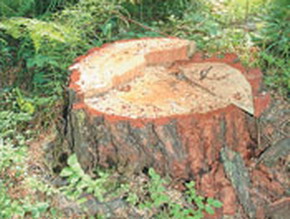 По факту вырубки деревьев в сквере им. П.Л. Проскурина возбуждено уголовное дело