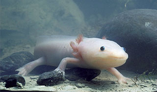 ������ ������ "����������" ������� ������